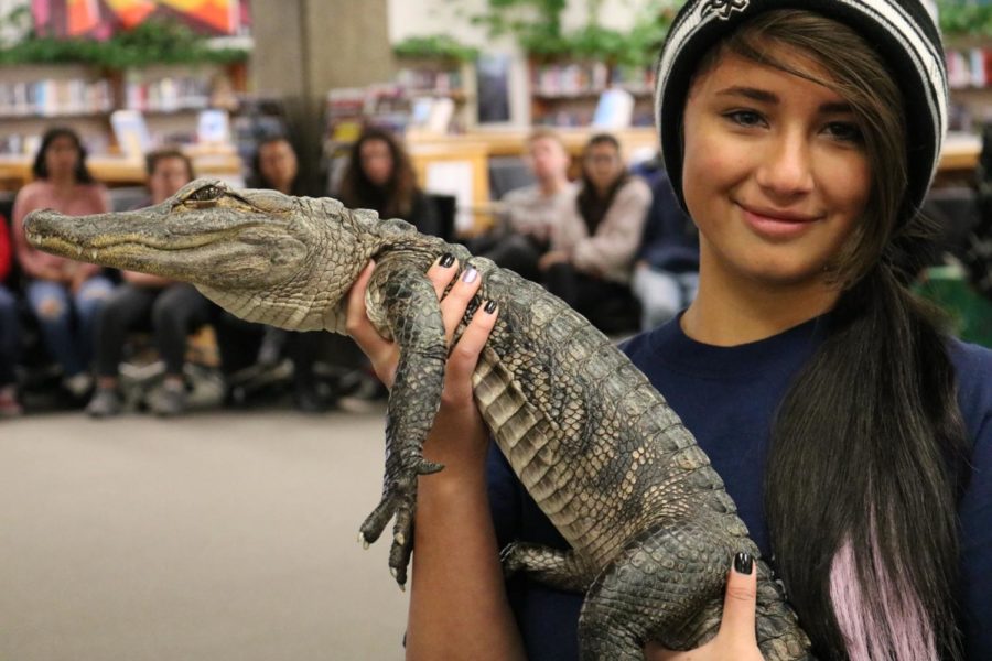 Student volunteer Gaby Cervantes displays a baby alligator.