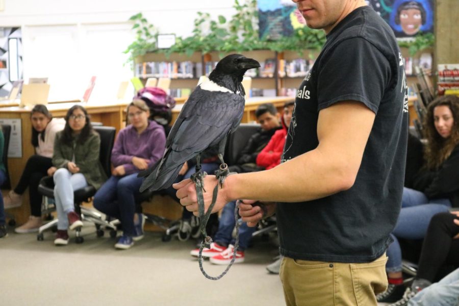 An assistant animal handler shows off the South African crow. 