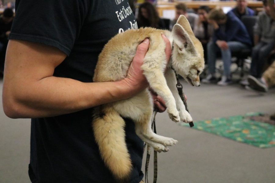 The fennec fox is held up for all the admiring students. 
