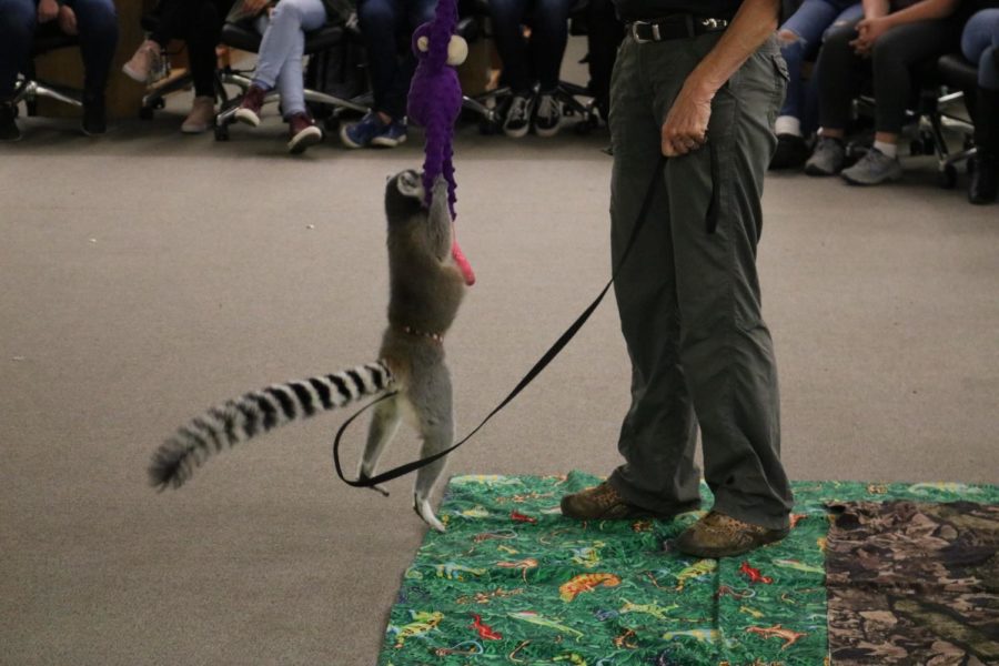 The ring-tailed lemur leaps up to fetch his toy. 