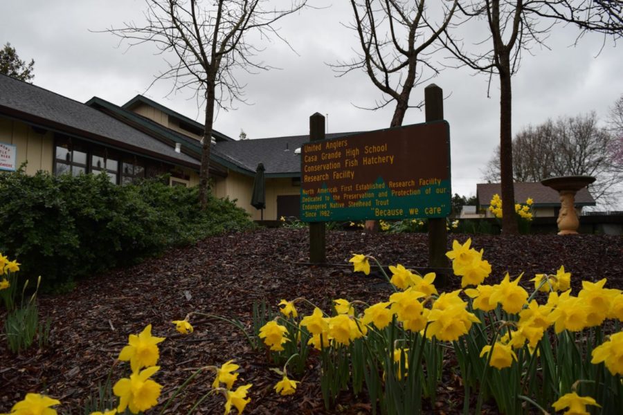 Daffodils line the entrance to the United Anglers Hatchery on campus. 