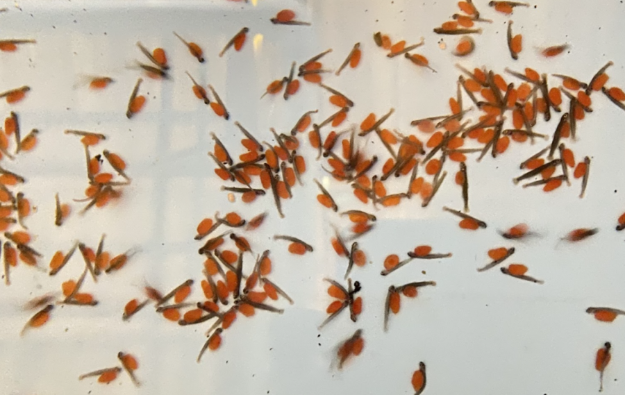 Hatched Coho Salmon eggs at the United Angler of Casa Grande Hatchery