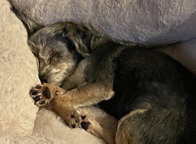 Trading a Kennel for a Couch: The Simple Magic of Dog Adoption